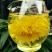 药用菊花袋装