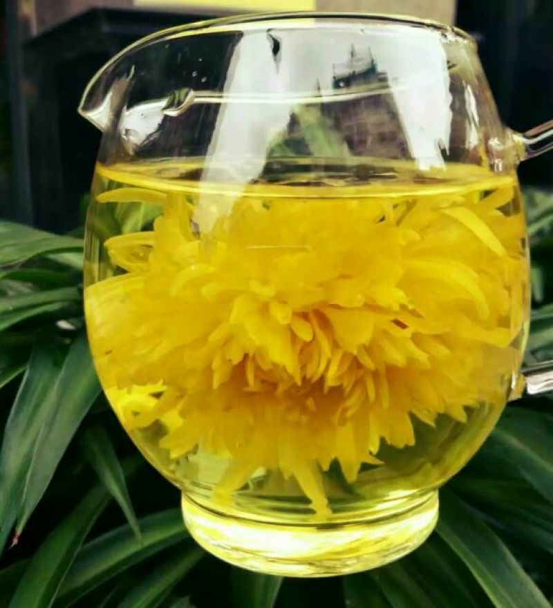 药用菊花袋装