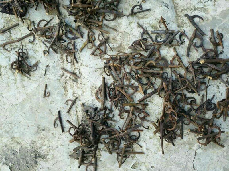 优质钩藤产地直供一手货源大山里的野生钩藤