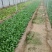 大叶菠菜15~20厘米