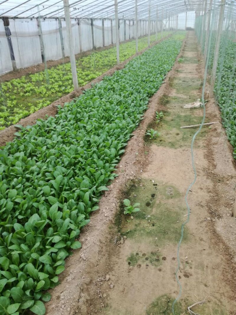 大叶菠菜15~20厘米