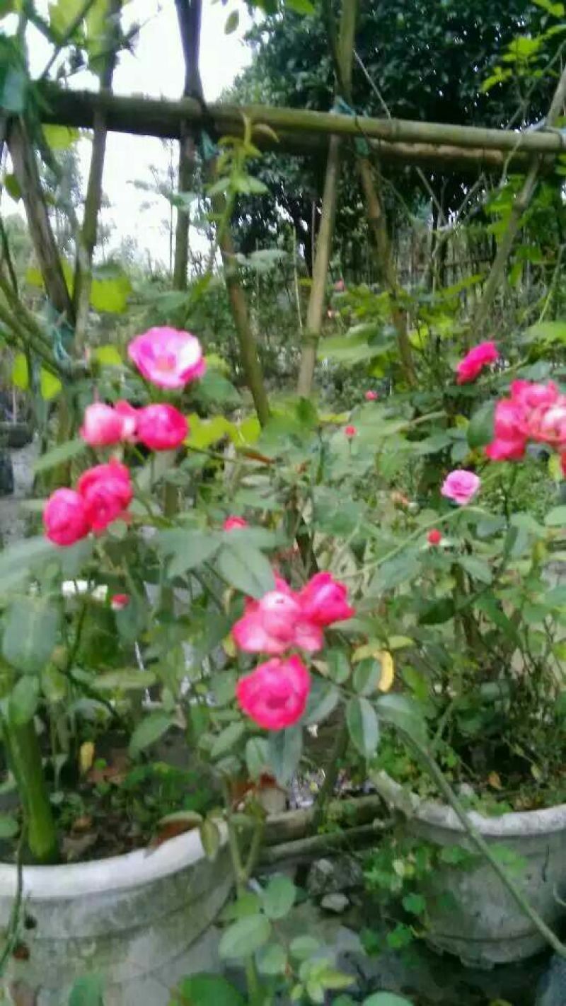 蔷薇花10~20cm