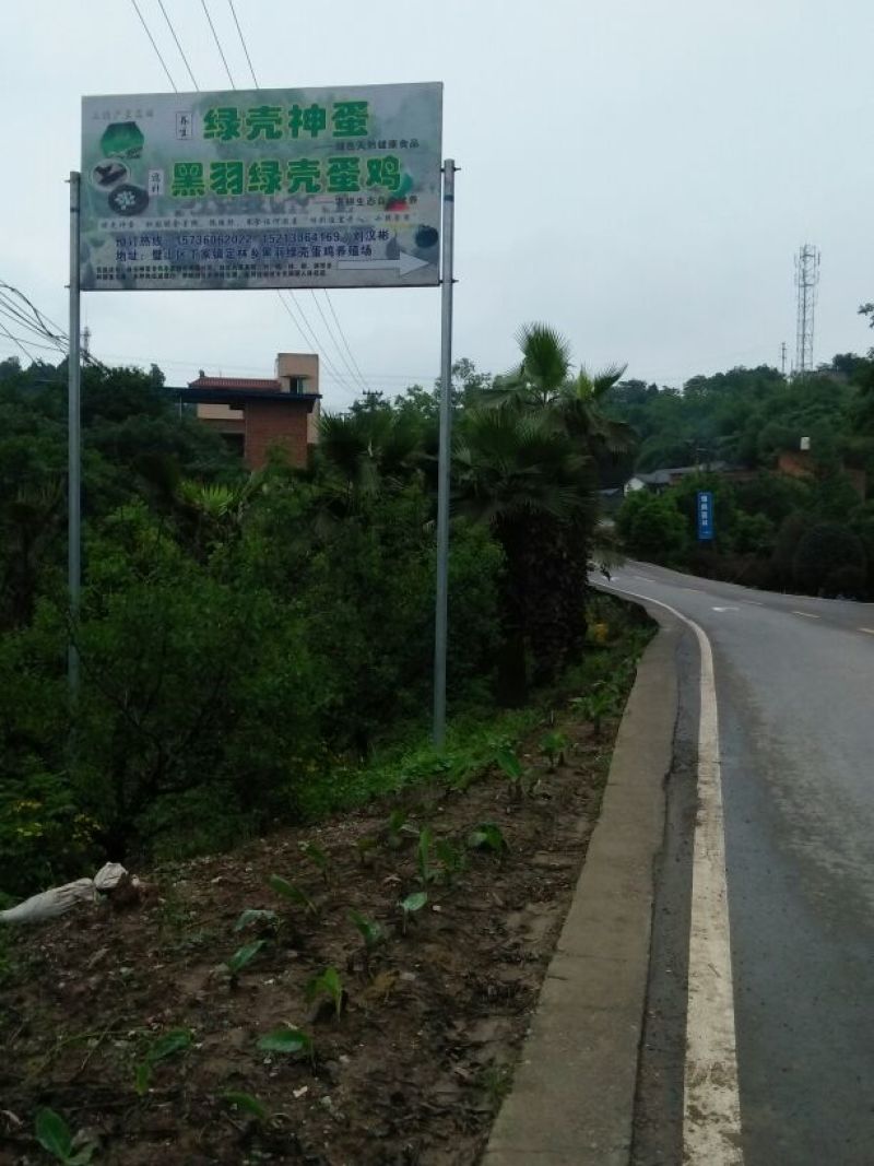 鸡蛋《绿壳土鸡蛋》散养