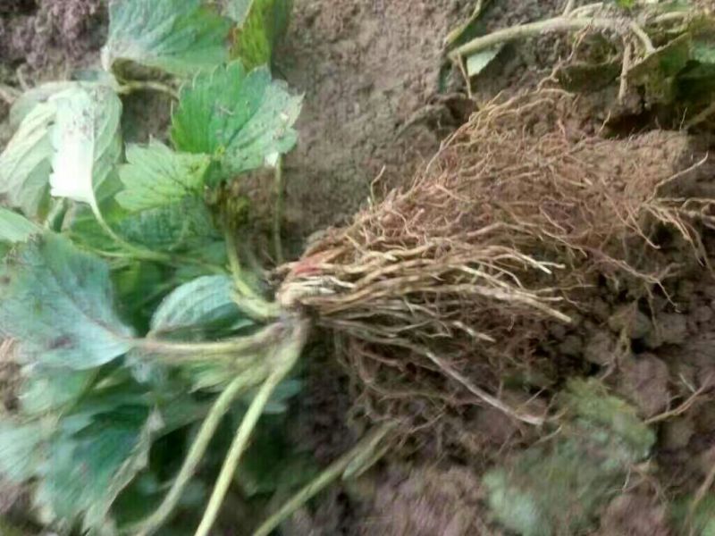 天仙醉草莓苗10~20cm