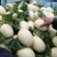 万亩东方蜜1号甜瓜东方蜜大量供应实力代办