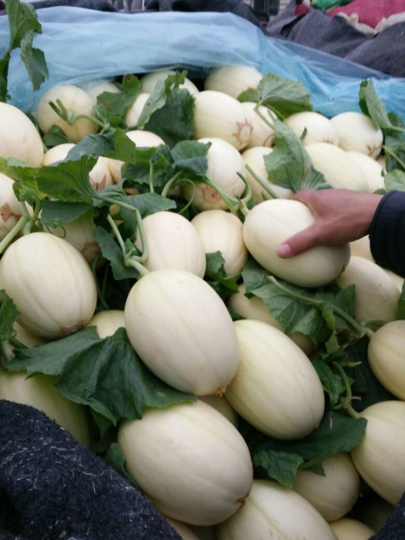 万亩东方蜜1号甜瓜东方蜜大量供应实力代办