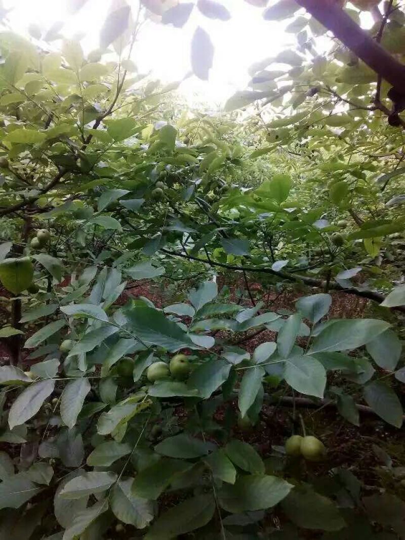 8518核桃30mm以上青皮