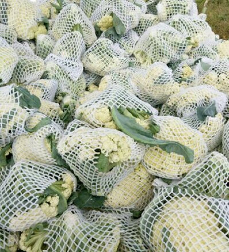 白花菜包装