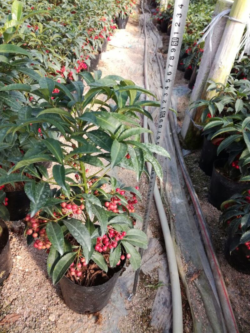 富贵籽50~80cm