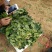 越冬菠菜15~20厘米