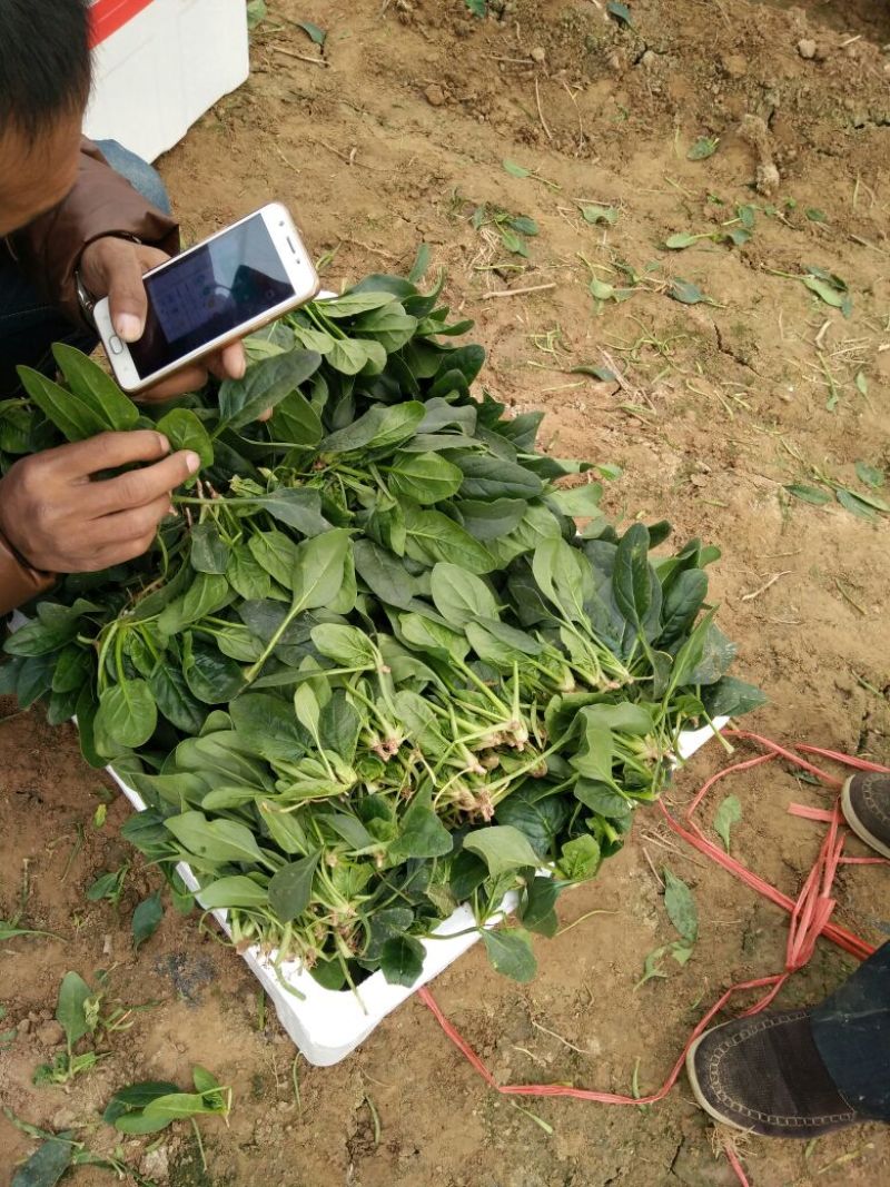越冬菠菜15~20厘米