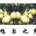 雪花梨300~350g纸箱