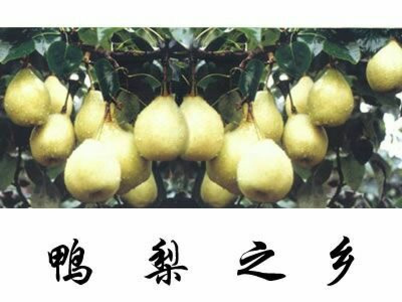 雪花梨300~350g纸箱