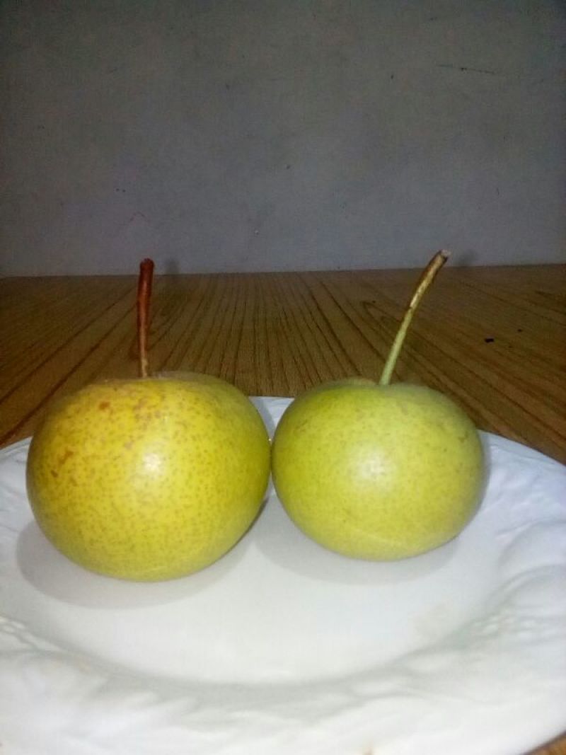 酸梨60~100g光果