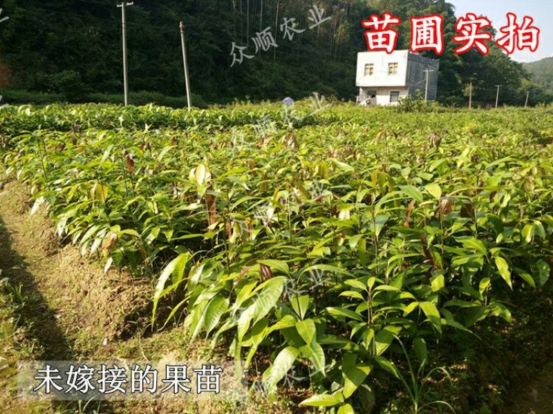 芒果苗1m以下带泥球带叶子发货
