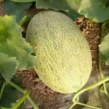 西州蜜瓜