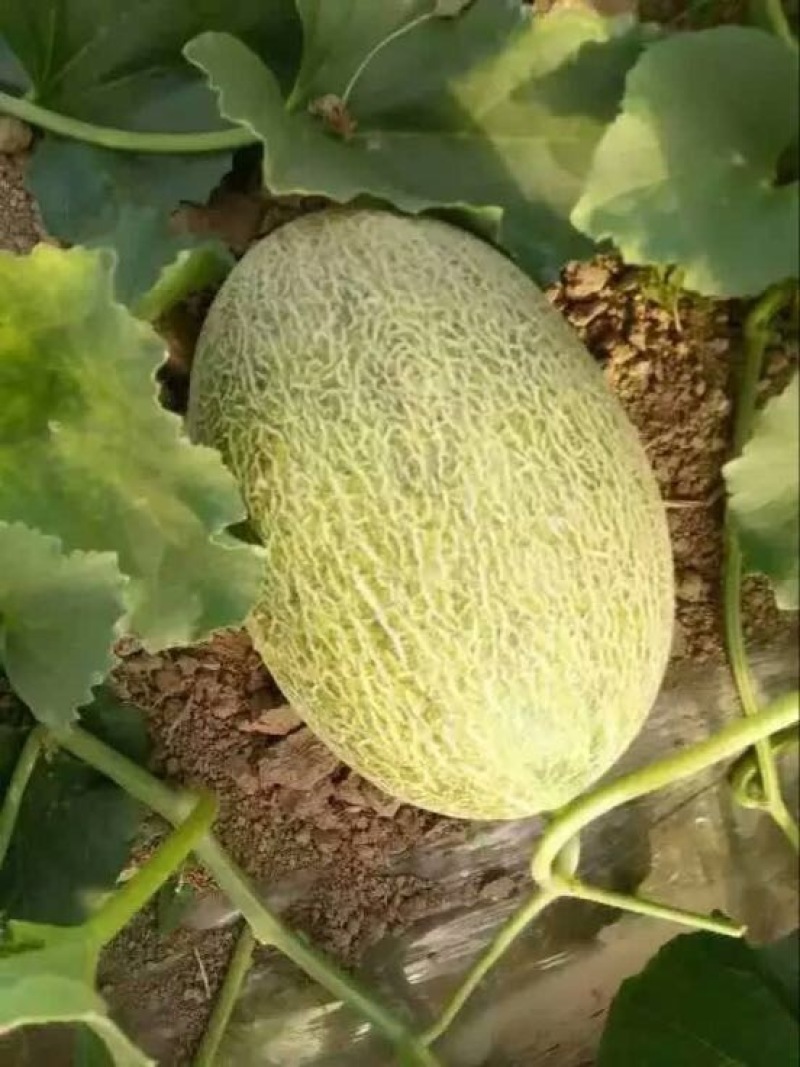 西州蜜瓜