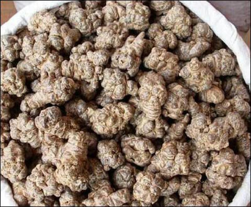 三七根茎20头选货
