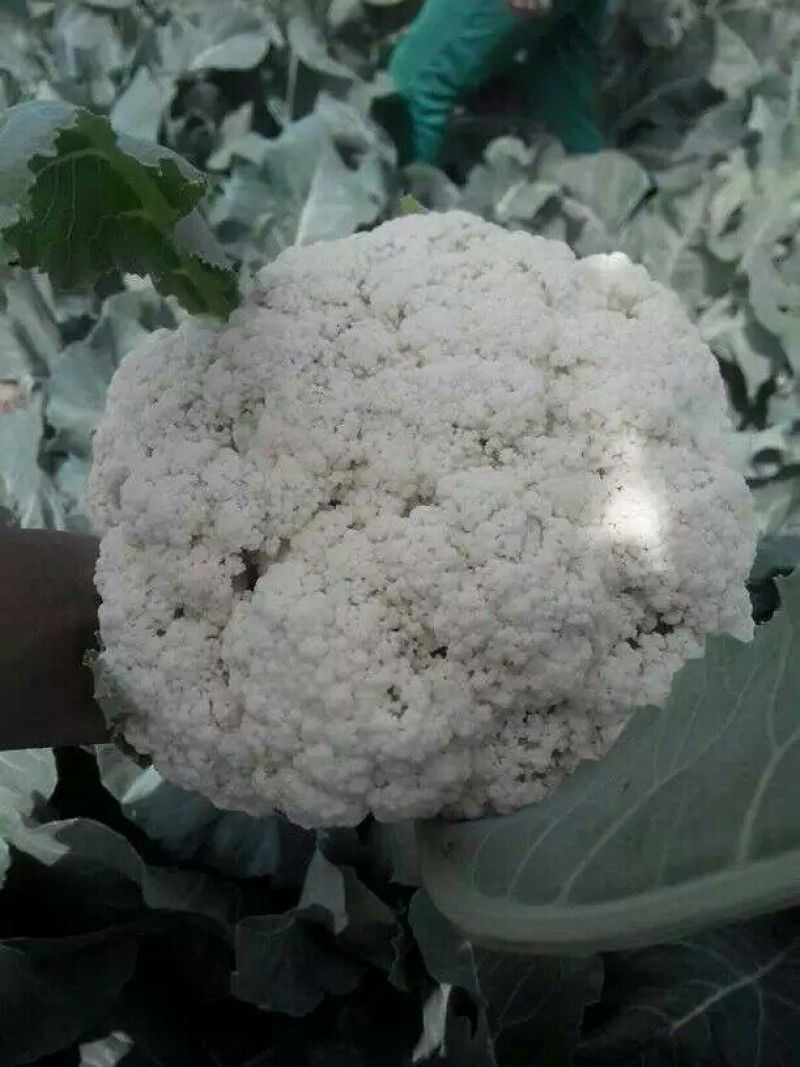 菜花2斤适中乳白