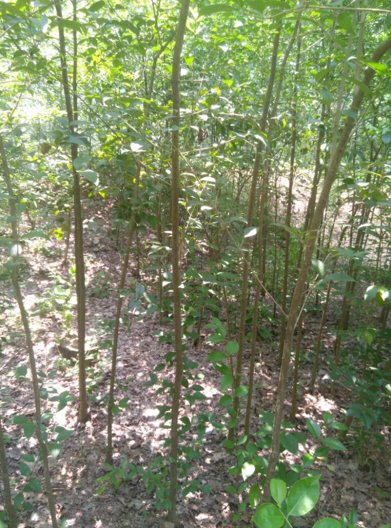 高杆女贞4cm以下
