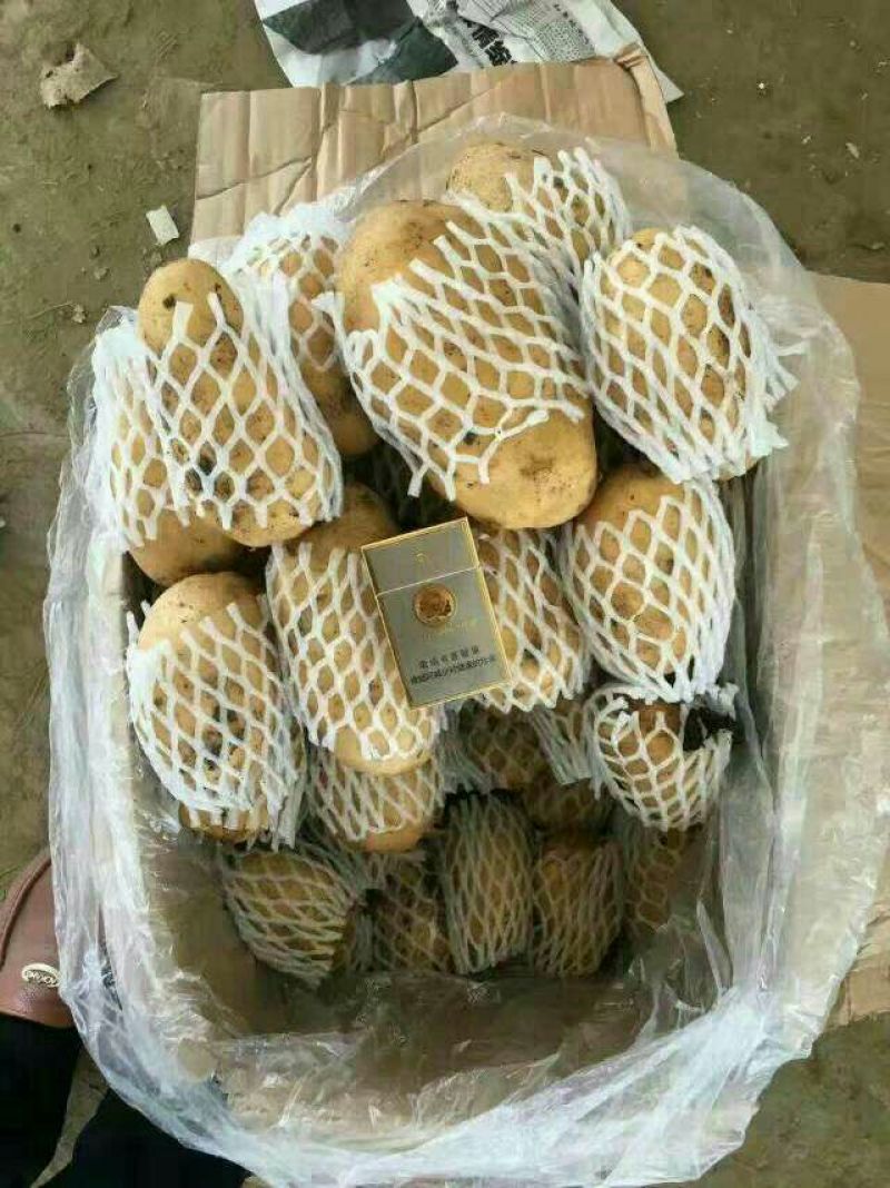 荷兰十五土豆4两以上