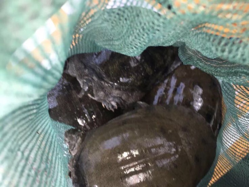 野生甲鱼