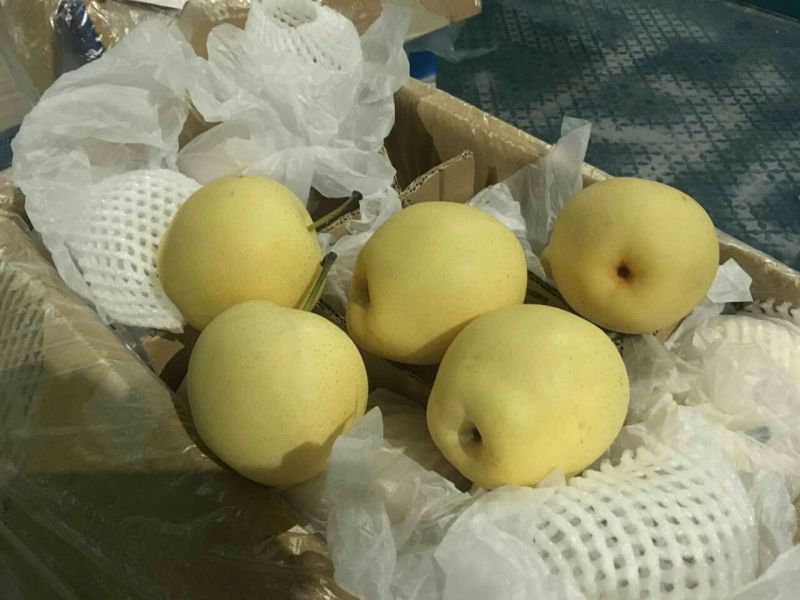 雪花梨450~500g纸箱
