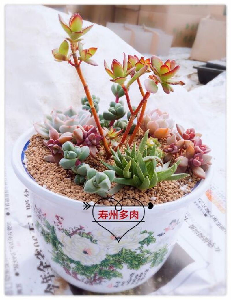 多肉植物不含盆