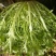 苦菊15~20cm