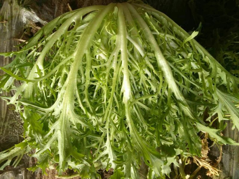苦菊15~20cm