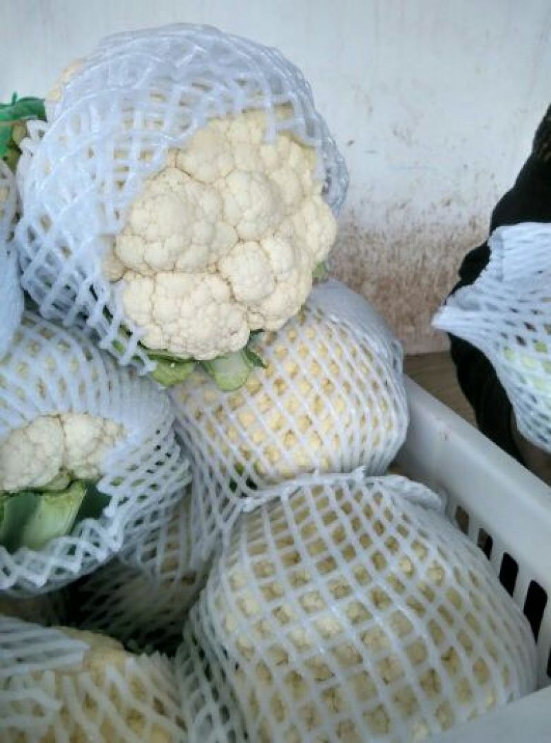 精品菜花，质量保证，产地直发，量大从优可视频看货