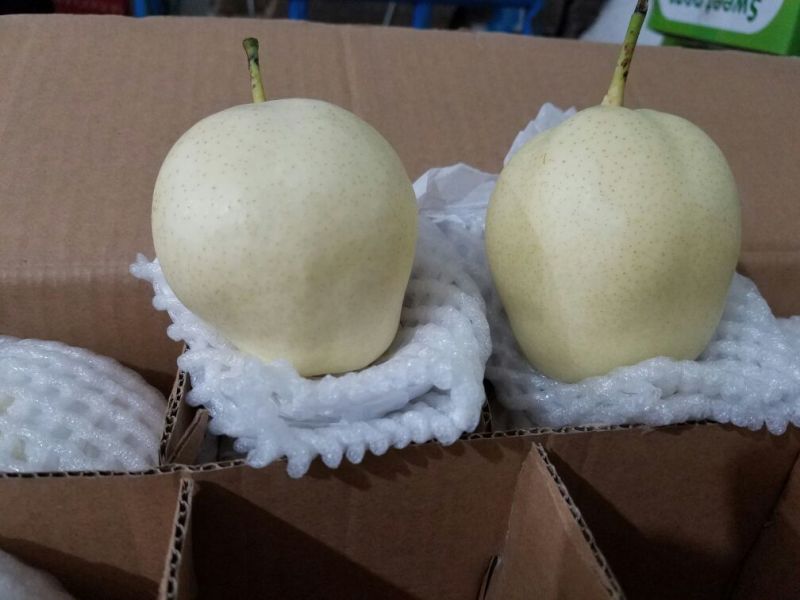 蒲城酥梨陕西渭南蒲城县酥梨之乡品质优良