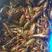 小龙虾食用活虾品类齐全货量充足洪湖湖虾干净