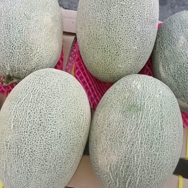 西州蜜瓜7斤以上椭圆形