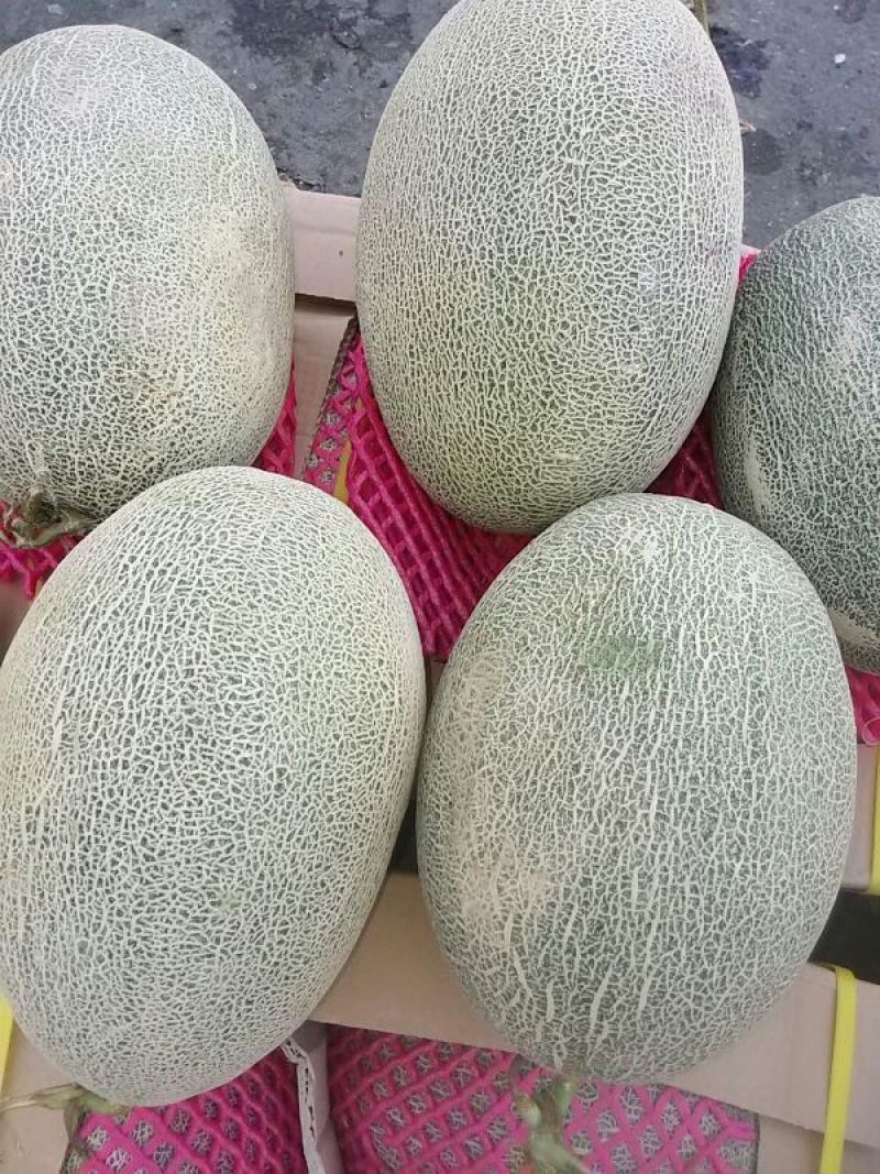 西州蜜瓜7斤以上椭圆形