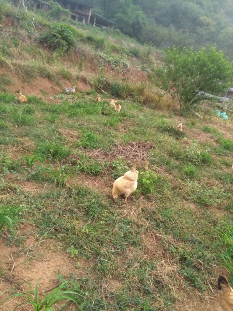 三黄土鸡原生态虫草鸡土公鸡九七到十二个月