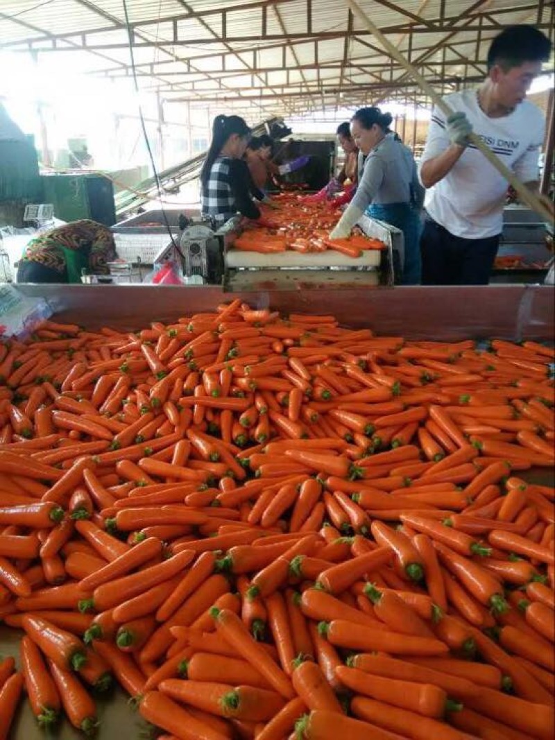大红品种，，杂交胡萝卜可视频看货提供各种包装，