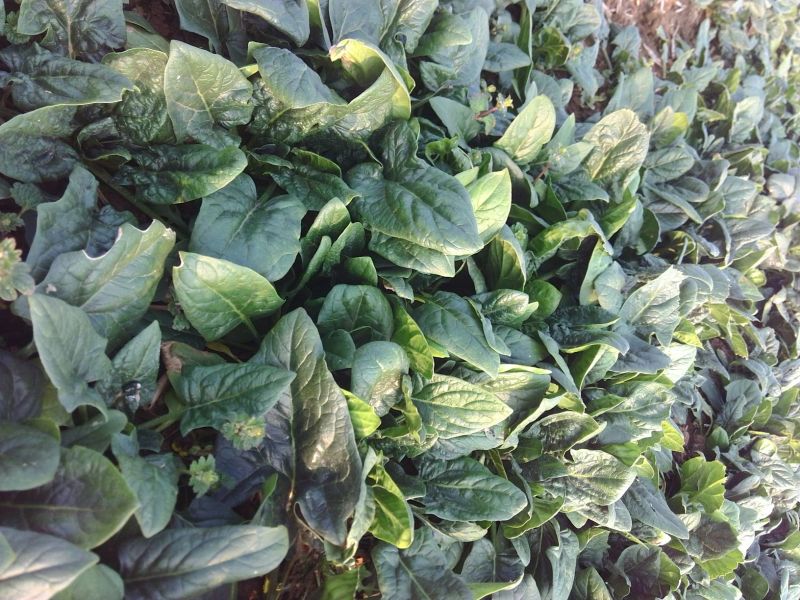 黑叶菠菜15~20厘米