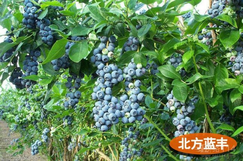 蓝莓苗50~80cm1~2年
