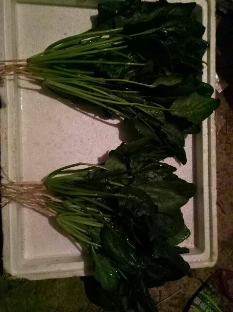 秋菠菜20~25厘米