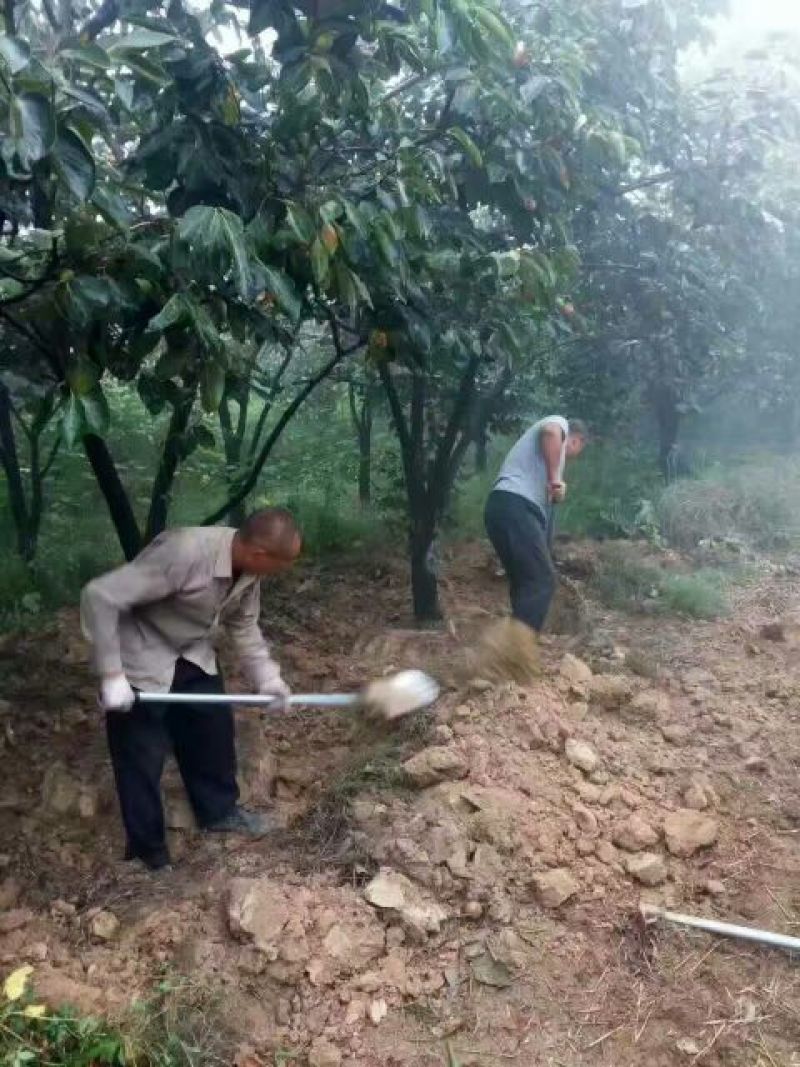 精品柿子树，阳丰柿子树苗80~100cm，甜柿子苗
