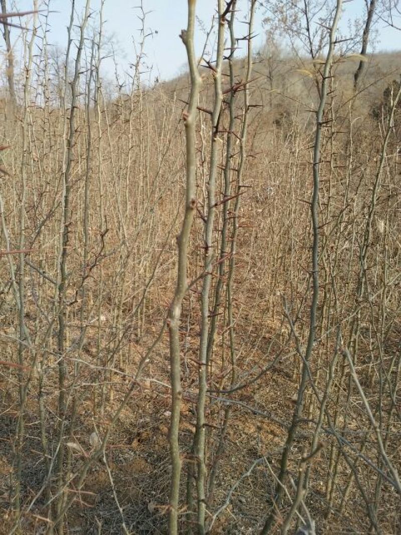 河南三门峡卢氏皂角树基地