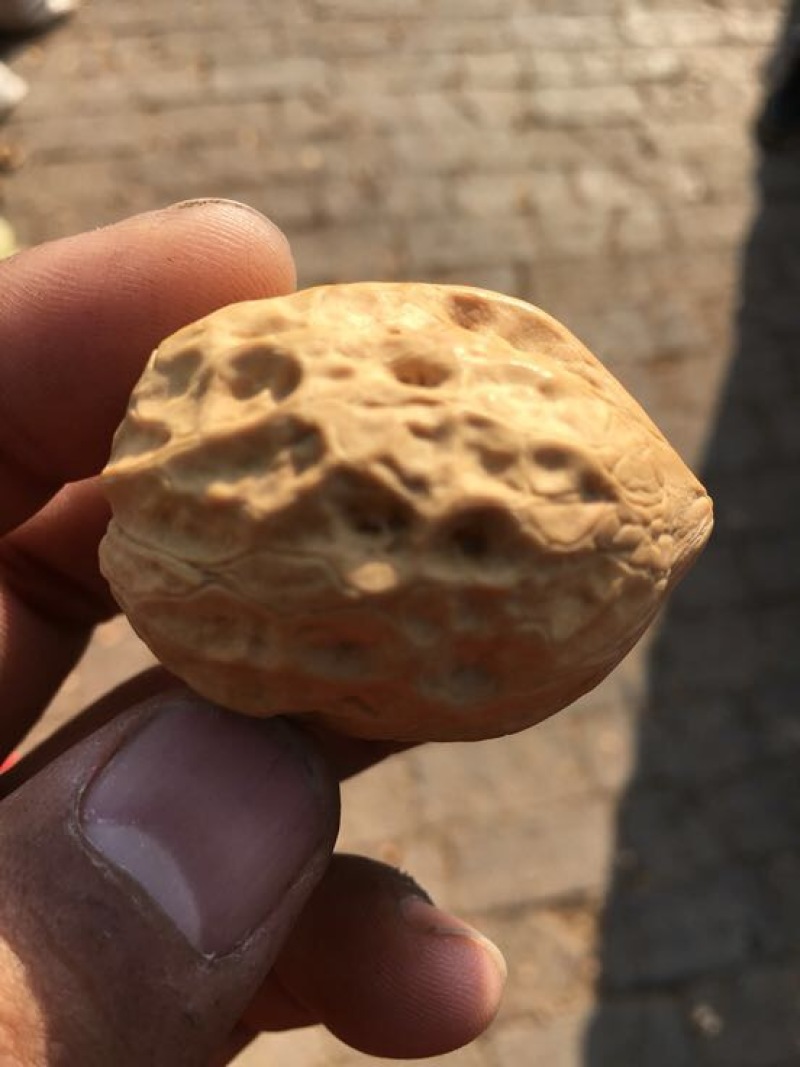 薄皮核桃