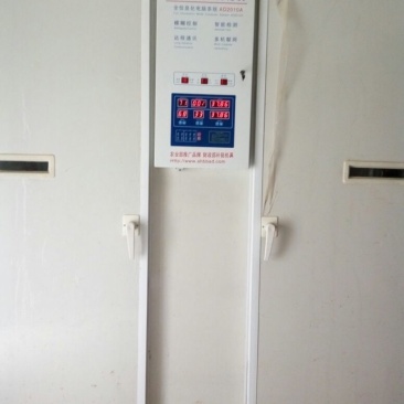 快大黄鸡苗1斤以下