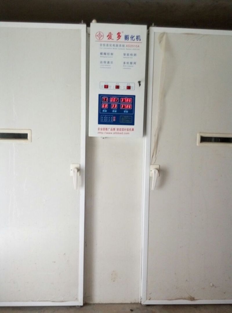 快大黄鸡苗1斤以下