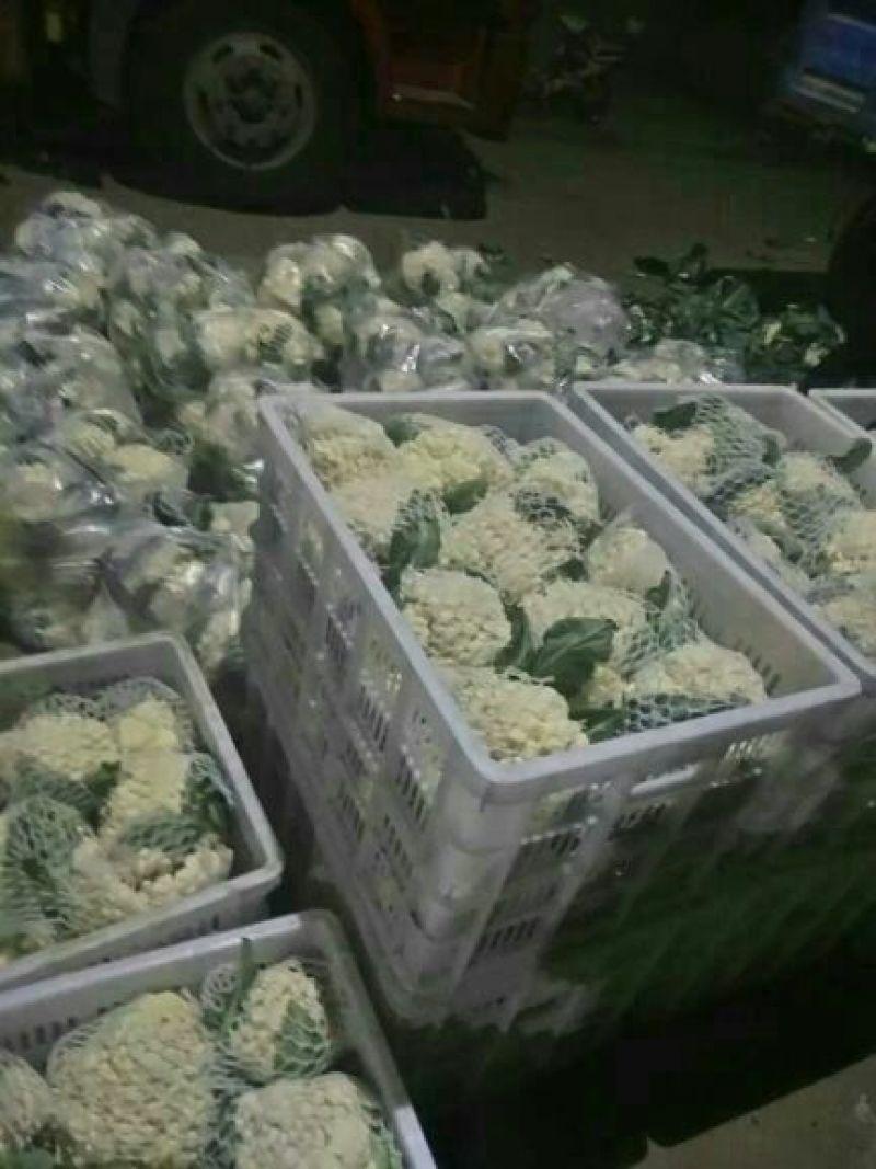 白花菜散装