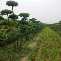 河南鄢陵小叶女贞、动物女贞造型基地