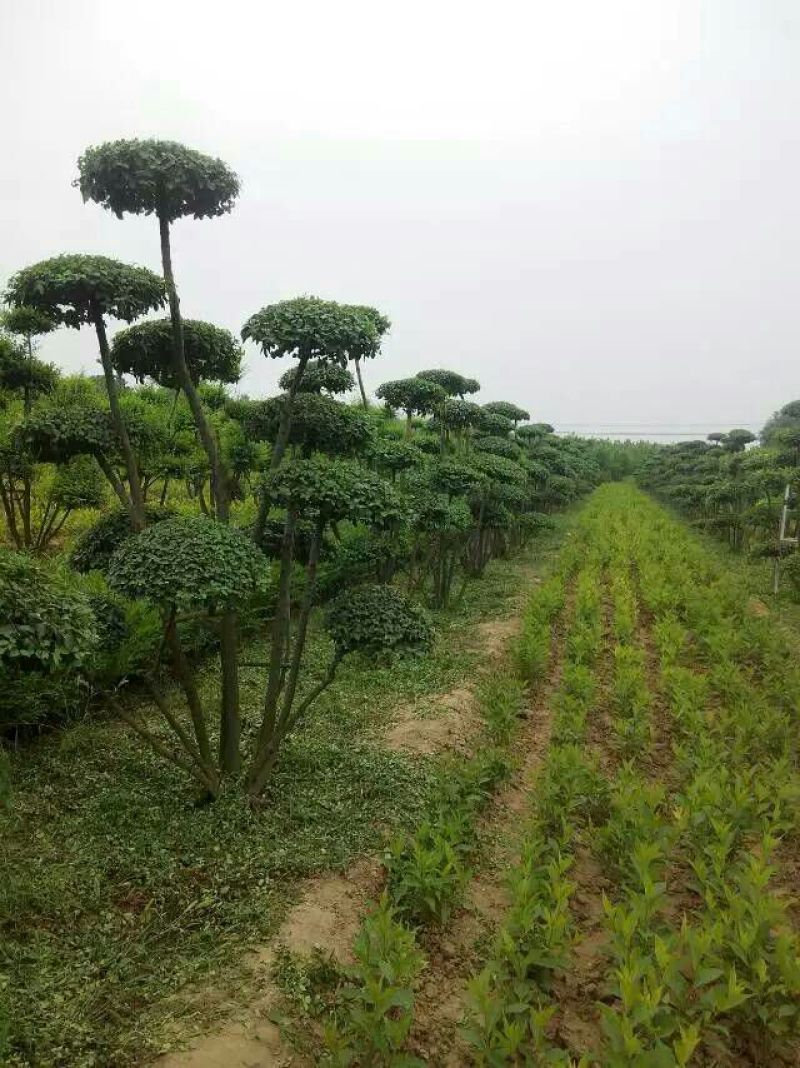 女贞造型树河南鄢陵批发生产基地