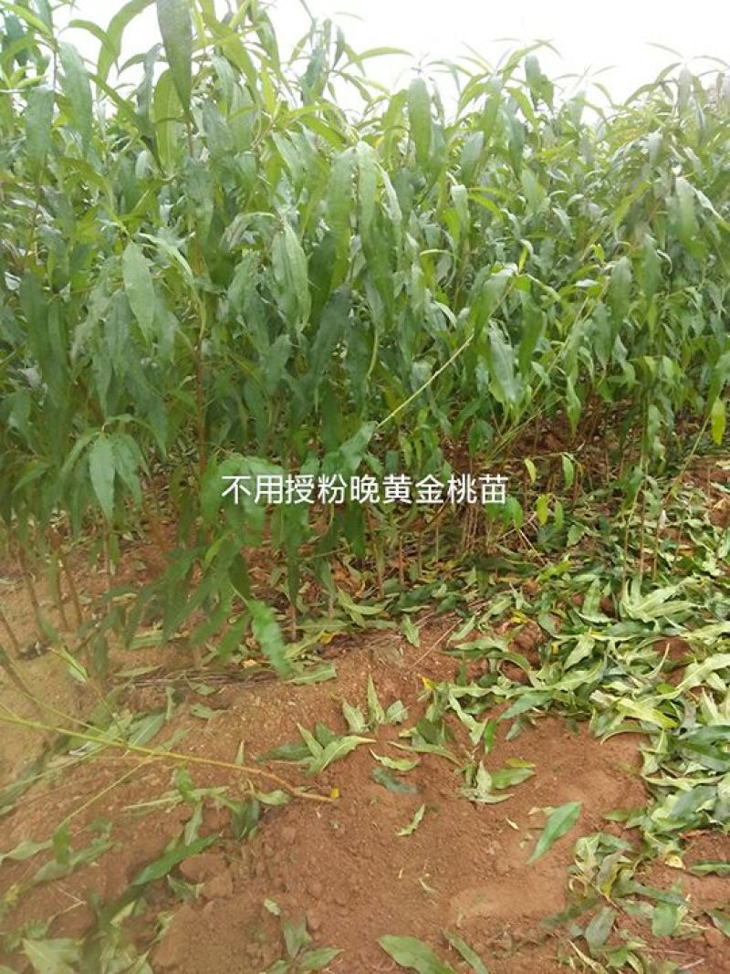黄桃树苗70~80cm