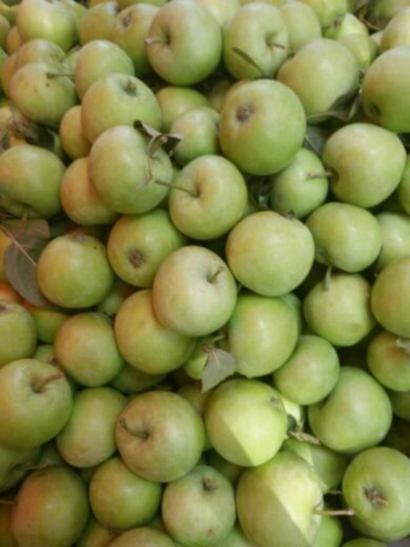 山东省沂水产地辽伏苹果，脆甜光果，六五往上的。